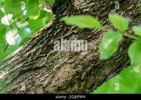 close-up on the trunk and bark of a walnut tree among green leaves blurred Stock Photo