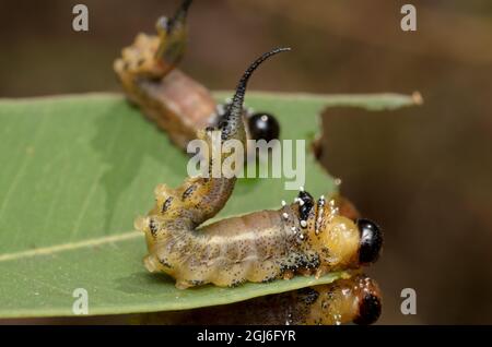 Sawfly larvae (Pergidae) at Glenbrook, New South Wales, Australia. Stock Photo