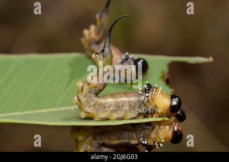 Sawfly larvae (Pergidae) at Glenbrook, New South Wales, Australia. Stock Photo