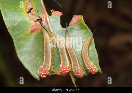 Red Long-tail Sawfly larvae, Lophyrotoma sp., at Glenbrook, New South Wales, Australia. Stock Photo