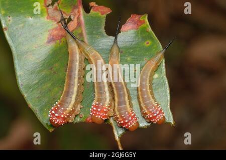 Red Long-tail Sawfly larvae, Lophyrotoma sp., at Glenbrook, New South Wales, Australia. Stock Photo