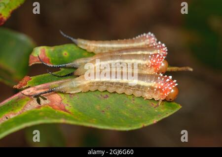 Red Long-tail Sawfly larvae, Lophyrotoma sp., at Glenbrook, New South Wales, Australia. Stock Photo