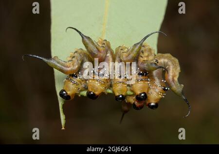 Sawfly larvae (Pergidae) at Glenbrook, New South Wales, Australia. Stock Photo