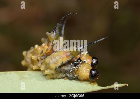 Sawfly larvae (Pergidae) at Glenbrook, New South Wales, Australia. Stock Photo