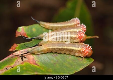 Red Long-tail Sawfly larvae, Lophyrotoma sp., at Glenbrook, New South Wales, Australia. Stock Photo