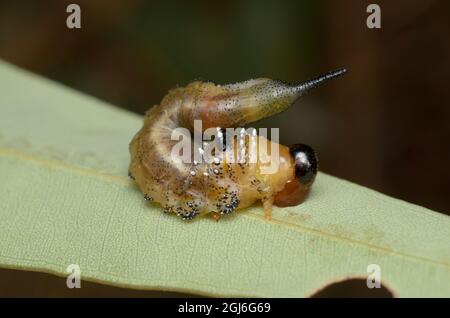 Sawfly larva (Pergidae) at Glenbrook, New South Wales, Australia. Stock Photo