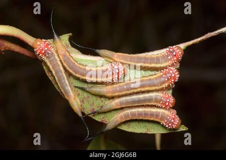 Red Long-tail Sawfly larvae, Lophyrotoma sp., at Glenbrook, New South Wales, Australia. Stock Photo