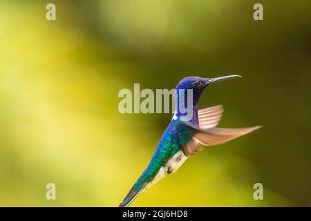 Caribbean, Tobago. Male white-necked jacobin hummingbird hovering. Credit as: Cathy and Gordon Illg / Jaynes Gallery / DanitaDelimont.com Stock Photo