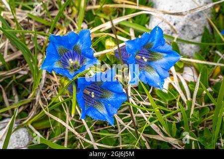 Gentianella or Koch Gentian, Gentiana acaulis L., is a plant belonging to the Gentiana genus of the Gentianaceae family. Abruzzo, Italy, Europe Stock Photo