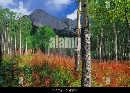 Canada, Alberta, Banff National Park. Landscape with mountain, forest, and autumn fireweed. Stock Photo