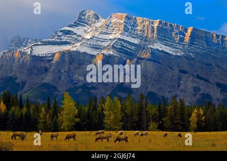 Canada, Alberta, Banff National Park. Elks in meadow. Stock Photo