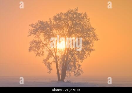 Canada, Manitoba, Dugald. Hoarfrost covered cottonwood tree in fog at sunrise. Credit as: Mike Grandmaison / Jaynes Gallery / DanitaDelimont. com Stock Photo