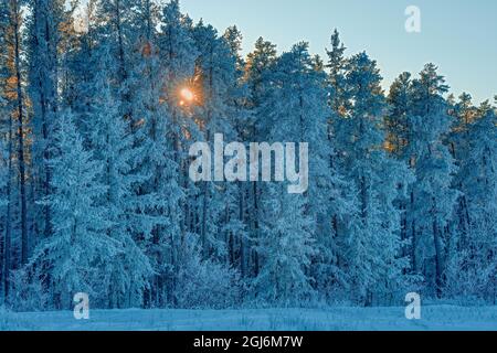 Canada, Manitoba, Belair Provincial Forest. Backlit jack pine trees covered in hoarfrost. Credit as: Mike Grandmaison / Jaynes Gallery / DanitaDelimon Stock Photo
