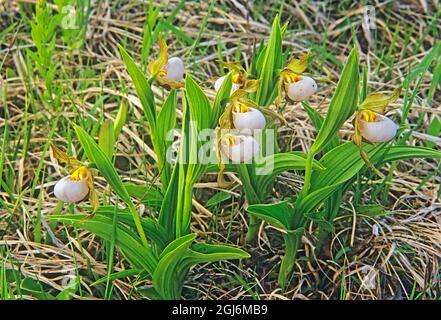 Canada, Manitoba, Tall-grass Prairie Preserve. Small white lady's-slipper orchids. Stock Photo