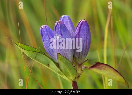 Canada, Manitoba, Tall-grass Prairie Preserve. Closed gentian flower close-up. Stock Photo