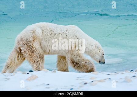 Canada, Manitoba, Churchill. Old polar bear on edge of icy water. Stock Photo