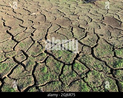 Green grass on the cracked mud of the dry bottom of reservoir in the summer Stock Photo