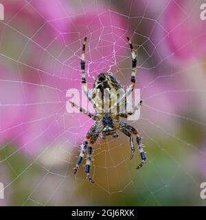 Underside View of a Garden Spider Araneus diadematus on Web Stock Photo ...