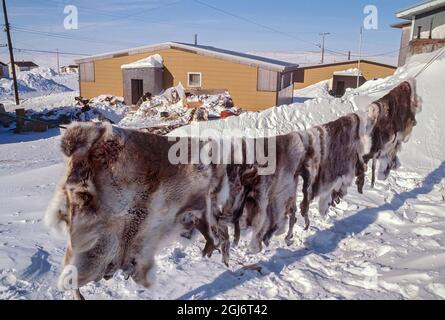 Baker Lake, Nunavut, Canada. Fresh caribou skins drying on a line in the sun behind a home. These are used to make traditional skin clothing and boots Stock Photo