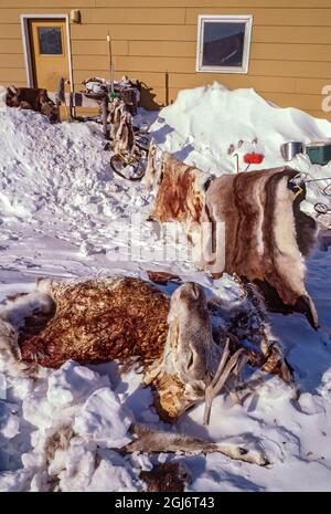 Baker Lake, Nunavut, Canada. Fresh caribou skins drying on a line in the sun behind a home. These are used to make traditional skin clothing and boots Stock Photo