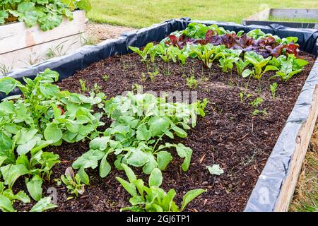 Young radishes, carrots, leeks, chard, lettuce and spinach growing in a raised bed. Stock Photo