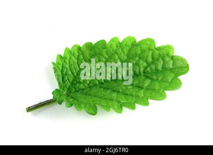 Green leaf of lemon balm isolated on white background. Stock Photo