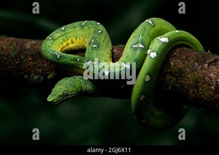 Amazon Basin Emerald Tree Boa (Corallus batessi) Stock Photo