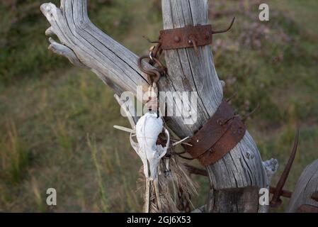 animal skull hanging on an old stick Stock Photo