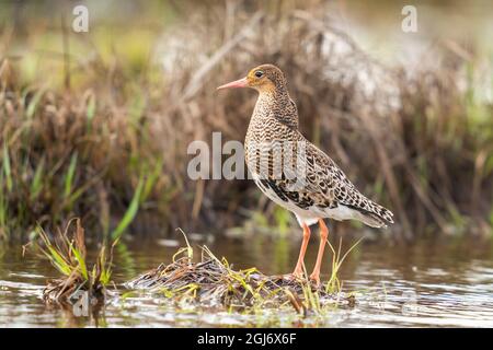 Finland, Northern Ostrobothnia, Oulu, ruff, Philomachus pugnax. Portrait of a male ruff with his overgrown feather ruff. Stock Photo