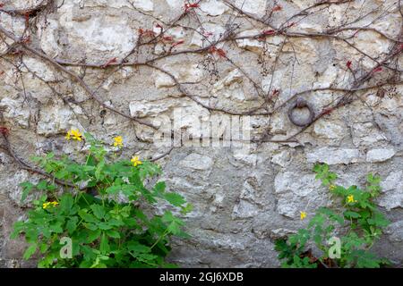 France, Giverny. Red vines on stone wall. Credit as: Wendy Kaveney / Jaynes Gallery / DanitaDelimont. com Stock Photo