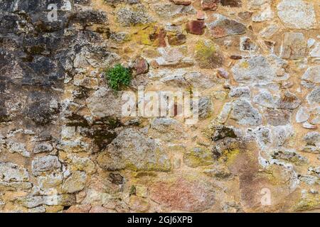 Europe, France, Haute-Vienne, Oradour-sur-Glane. Green plant growing on the stone wall of an old building. Stock Photo