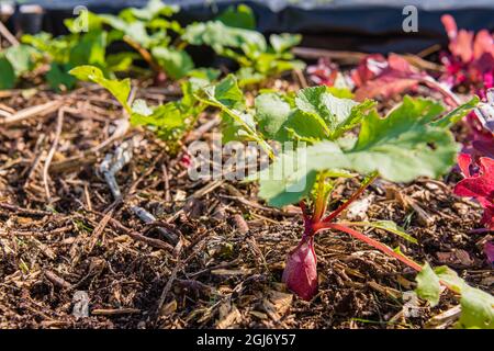 Radishes growing in a raised bed in a vegetable plot Stock Photo