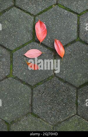 Vibrant red autumn fallen leaves on gray paving pedestrian Stock Photo