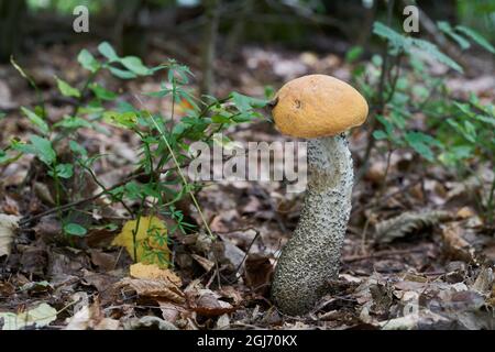 Edible mushroom Leccinum versipelle in birch forest. Known as orange birch bolete. Wild mushroom growing in the leaves. Stock Photo