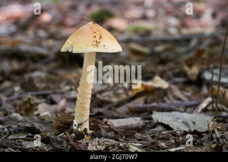 Edible mushroom Amanita crocea in mixed forest. Known as saffron ringless amanita. Wild mushroom growing in the leaves. Stock Photo