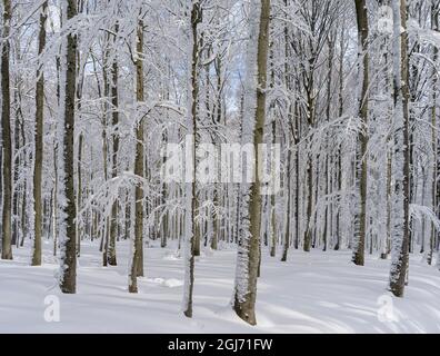 Winter at Mount Lusen in National Park Bavarian Forest (Bayerischer Wald). Central Europe, Germany, Bavaria. Stock Photo