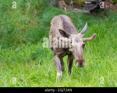 Elk also called Moose in North America (Alces alces). National Park Bavarian Forest (Bayerischer Wald), Enclosure. Europe, Germany, Bavaria Stock Photo