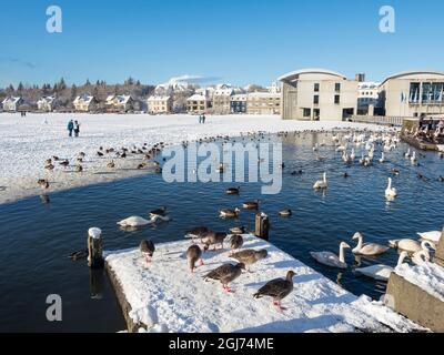 Birds on the frozen lake during winter, Reykjavik, Iceland. Stock Photo