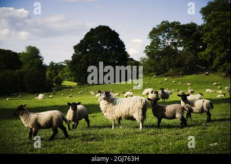 HIGHCLERE 2011-05-31 Some of the thousand sheep grazing the green fields around Highclere Castle. Behind the scenes of Downton Abbey. Filming the popular tv-series at Highclere Castle in Berkshire, England. Millions of viewers have followed the Crawley family's struggle to retain the castle Downton Abbey. But the series has also brought the real life owners new hope. Svenska Dagbladet visited the film set of Downton Abbey - and met a castle with new life. ItÃ•s the second season that is being filmed and it takes off in the middle of the first world war. The Earl of Grantham has let Downton Ab Stock Photo