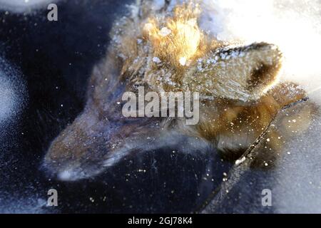 Christian Iversen found a fox frozen into the ice of lake Bolmen, southern Sweden. The fox must have been walking on thin ice that broke and drown, the became ice-bound. Photo Christer Gallneby / Varnamo Nyheter SCANPIX SWEDEN kod 4475 Stock Photo