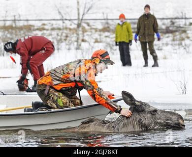 A moose is seen being saved from the icy waters near Kristinehamn, Sweden, January, 29, 2012. Two hunters saw a Moose with two calves walking on the ice of a lake. Suddenly the the ice broke under them leaving the animals helpless in the cold water. The Moose helped herself ashore while one of her calfs died. The two hunters managed two keep the remaining moose above the surface until the rescue service arrived to drag it to safety. The calf later reunited with its mother. Photo Peter Backer / Varmlands Folkblad / SCANPIX Code 70555 Stock Photo