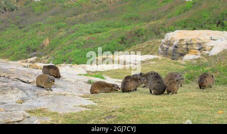 Group of Cape Dassies (Procavia capensis ssp. Capensis) on rocks and grass, South Africa Stock Photo