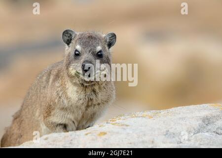 Close up of one Cape Dassie (Procavia capensis ssp. Capensis) between rocks, South Africa Stock Photo