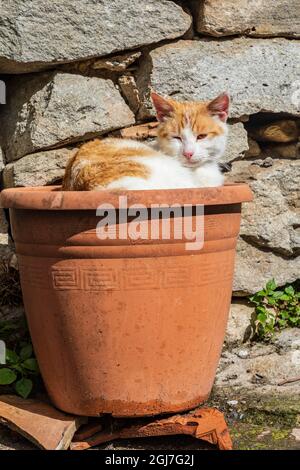 Italy, Sicily, Messina Province, Montalbano Elicona. Orange and white cat in terra cotta planter pot in the medieval hill town of Montalbano Elicona. Stock Photo