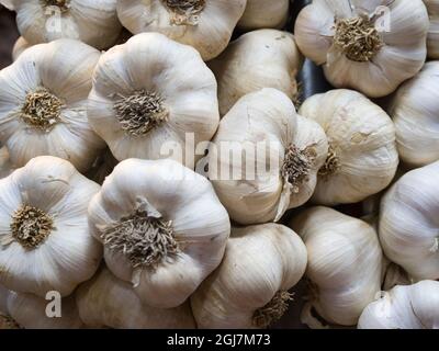 Italy, Florence. Garlic bulbs in the Central Market, Mercato Centrale in Florence. Stock Photo