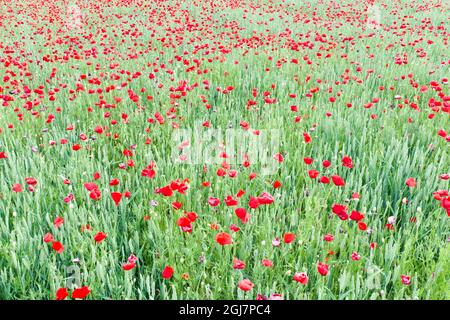 Wheat and poppies field Stock Photo