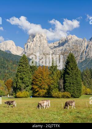Valle del Canali in the mountain range Pale di San Martino, part of UNESCO World Heritage Site, Dolomites, in the Dolomites of the Primiero. Italy. Stock Photo