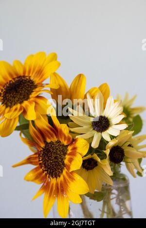 Bouquet with beautiful sunflowers in a glass vase on the table at a ...