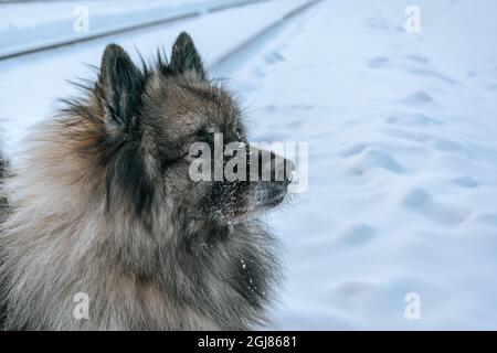 Muzzle in the snow of a fluffy dog Keeshond breed close-up. A beautiful breed of friendly and cute dogs Stock Photo