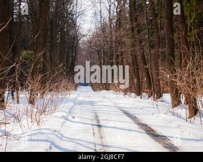 Road in Winter Forest, Poland, Europe Stock Photo